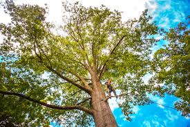 Best Emergency Tree Removal  in Portage, PA