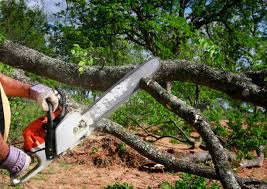 Best Tree Mulching  in Portage, PA