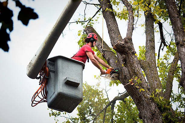 Best Tree Health Inspection  in Portage, PA